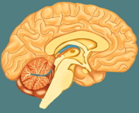 hersenen breinvriendelijk werken hoofdzaak workshop breinwerken training